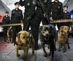 警花与警犬 (2016) [全44集][中国大陆][4K WEB][于和伟/侯梦莎/黄梦莹][剧情/犯罪][57.21G]